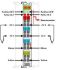 Analogeingangsmodul 750-469/000-006